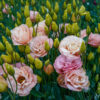 A flower bed full of apricot lisianthus flowers growing outdoors.