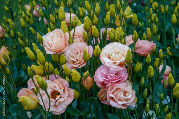 A flower bed full of apricot lisianthus flowers growing outdoors.