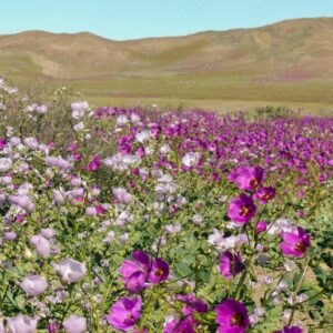 Beautiful shot of a field of purple mulleins in the background of hills.