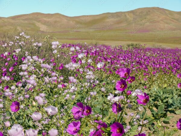 Beautiful shot of a field of purple mulleins in the background of hills.