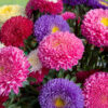 Bouquet of fresh asters different colors