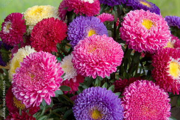 Bouquet of fresh asters different colors