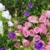 Campanula champion, Canterbury Bells, or Bellflower in the spring or summer garden. Close-up of pink, purple, white bell-shaped flowers. Natural floral background