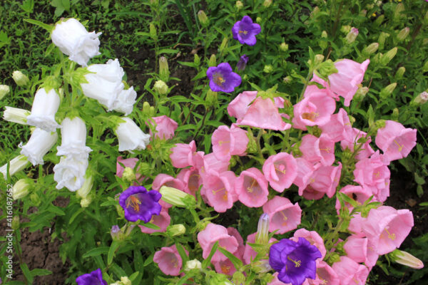 Campanula champion, Canterbury Bells, or Bellflower in the spring or summer garden. Close-up of pink, purple, white bell-shaped flowers. Natural floral background