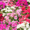 Dianthus flower or  Sweet William flowers