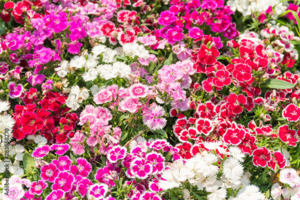 Dianthus flower or  Sweet William flowers