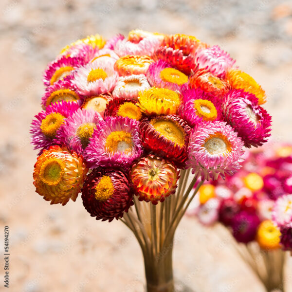 Dry straw flower or everlasting ,Helichrysum bracteatum