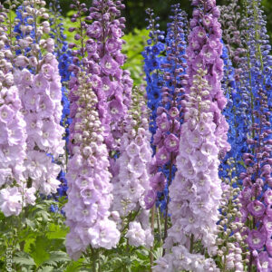 larkspur (Delphinium)