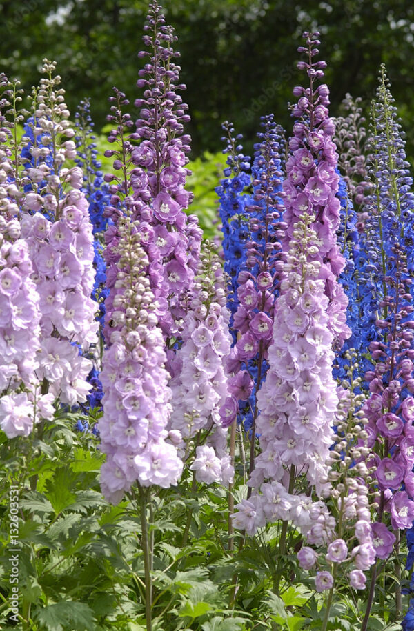 larkspur (Delphinium)