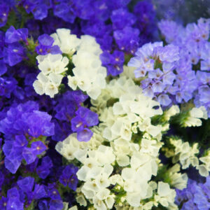 Limonium platyphyllum sea lavender violet and white flowers