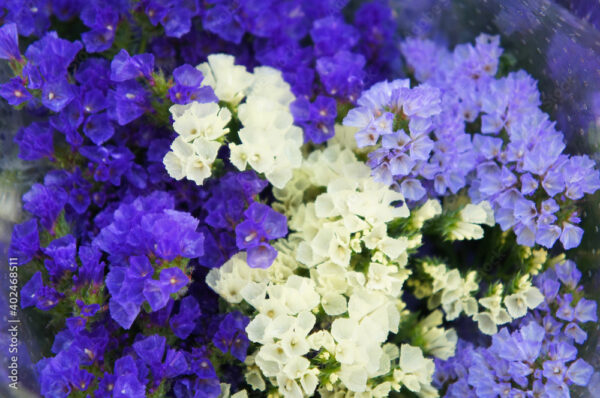 Limonium platyphyllum sea lavender violet and white flowers