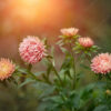 salmon-colored asters, autumn flowers, autumn asters