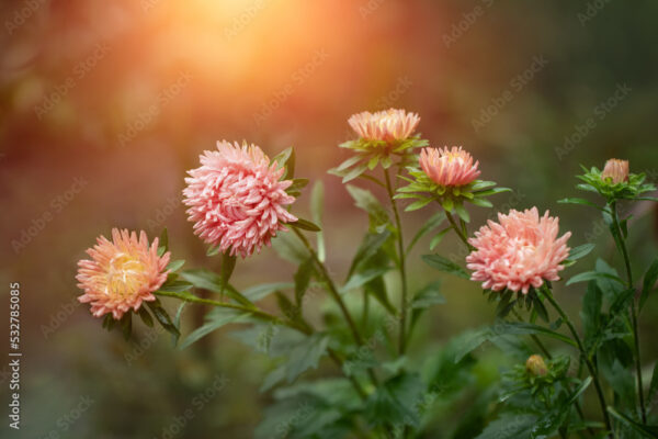 salmon-colored asters, autumn flowers, autumn asters