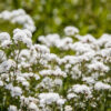 White flowers baby's breath Bush gypsophila