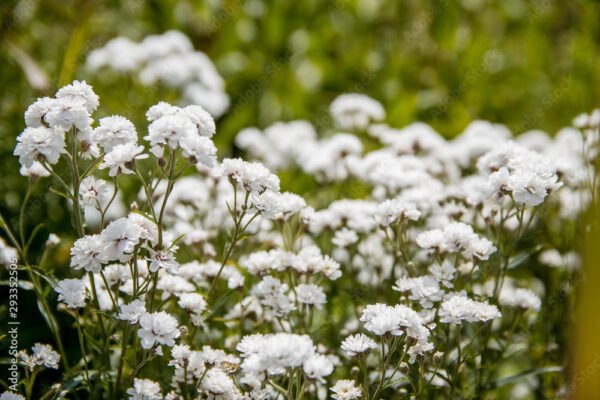 White flowers baby's breath Bush gypsophila