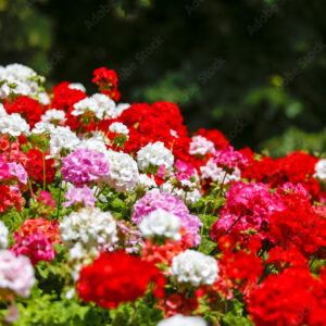 Geranium flowerbed