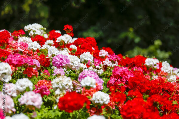 Geranium flowerbed