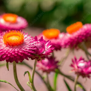 Beautiful Deep Colored Strawflower Macro