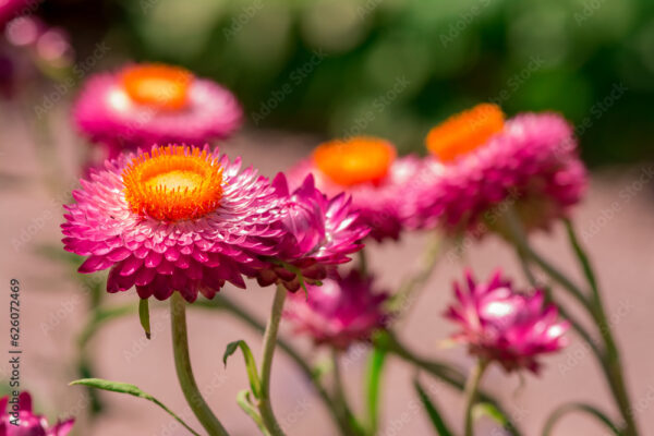 Beautiful Deep Colored Strawflower Macro