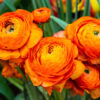 Beautiful orange herbaceous peony. Сlose up view of Ranunculus aka buttercup flower, exquisite, with a rose-like blossoms. Persian buttercup