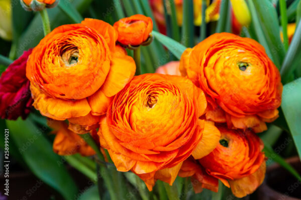 Beautiful orange herbaceous peony. Сlose up view of Ranunculus aka buttercup flower, exquisite, with a rose-like blossoms. Persian buttercup