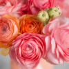 bunch of pale pink ranunculus persian buttercup  light background, wooden surface. glass vase