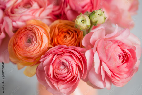 bunch of pale pink ranunculus persian buttercup  light background, wooden surface. glass vase