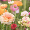 Photograph of a field of Ranunculus flowers